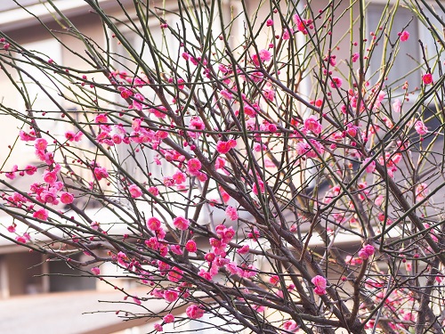 Đức Phật Và Hành Giả Vãng Sanh Tịnh Độ Có Hình Tướng Như Thế Nào?