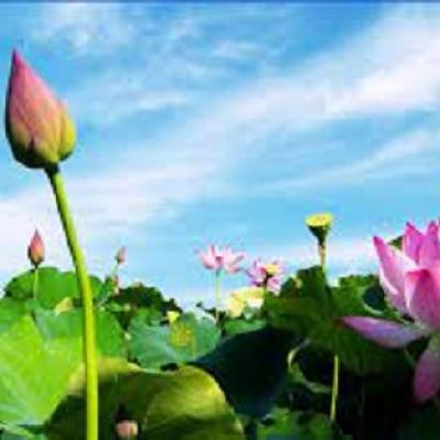 Pháp Ngữ Hòa Thượng Thiện Phước